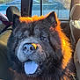 Goomba joined the competition — help win amazing prizes! animal, black_fur, car_interior, close_up, daylight, dog, ears, fluffy, happy, head, indoors, nose, pet, portrait, seat, seat_back, sunlight, tongue, vehicle, window
