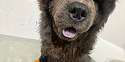 Goomba is registered to the contest to win money with this photo: dog, bathtub, water, orange_ball, wet_fur, pet, animal, curious, closeup, indoor, bathroom, playful, tongue_out, fluffy, black_fur, cute, fun, canine, bath_time, toy