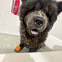 dog, bathtub, water, orange_ball, wet_fur, pet, animal, curious, closeup, indoor, bathroom, playful, tongue_out, fluffy, black_fur, cute, fun, canine, bath_time, toy