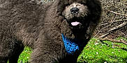 Goomba joined the competition — help win amazing prizes! animal, bandana, black_dog, blue_bandana, canine, dog, flowers, fluffy, fur, garden, grass, happy, nature, outdoor, panting, pet, spring, standing, sunny, tongue