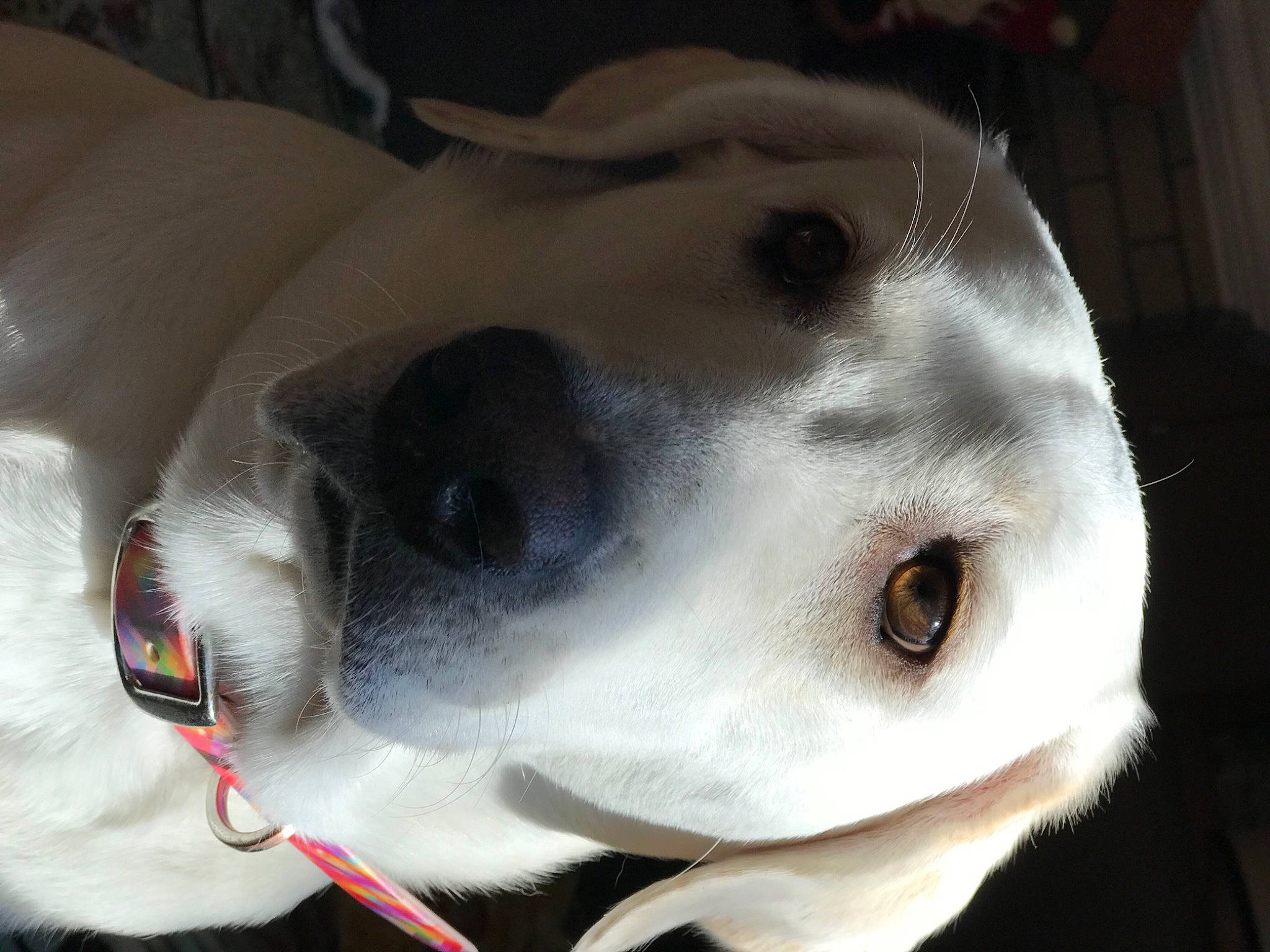 Harlow is registered to the contest to win money with this photo: canidae, carnivore, collar, companion_dog, dog, dog_breed, dog_collar, fawn, pet_supply, snout, sporting_group, whiskers, working_animal, working_dog