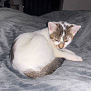 Willow a rejoint le concours — aidez-le/la à gagner de superbes lots ! cat, tabby, white_cat, sleepy, curled_up, blanket, gray_blanket, indoor, pet, fur, animal, whiskers, cute, resting, cozy, soft_texture, bedroom, domestic, feline, quiet