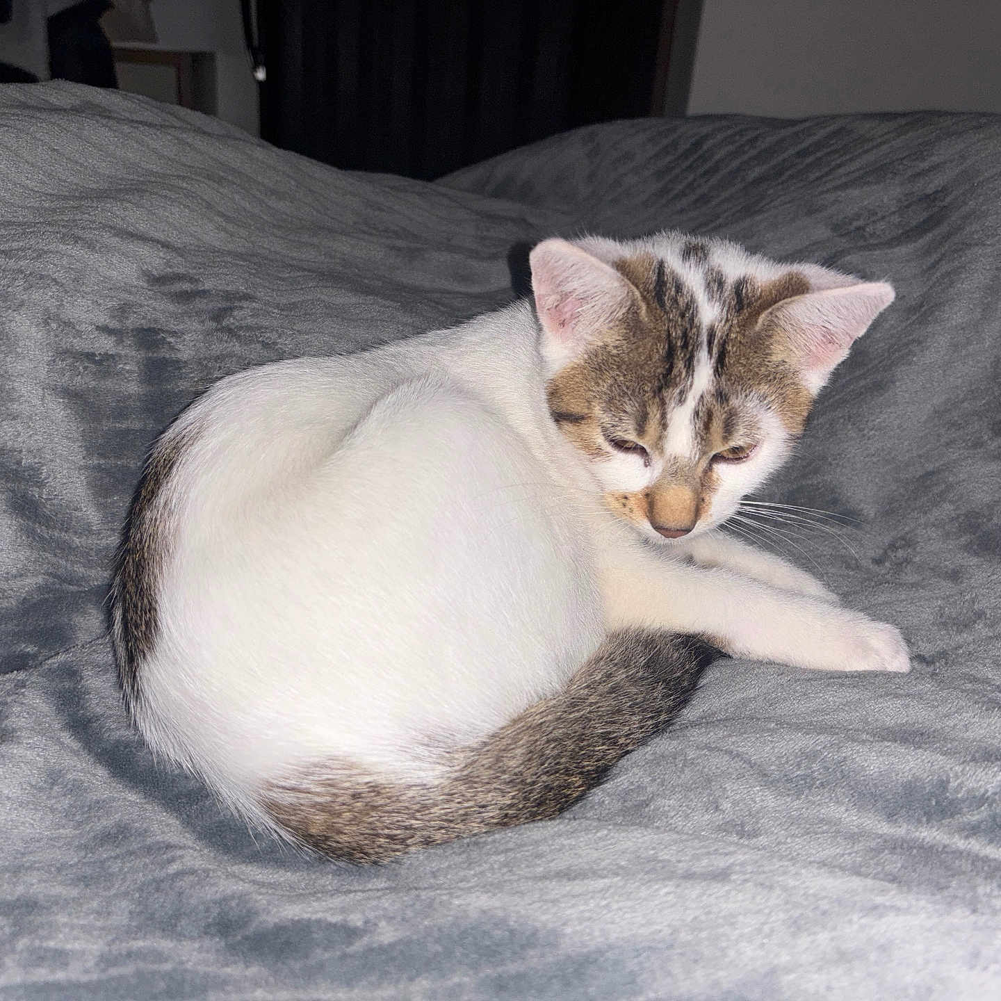 Willow
