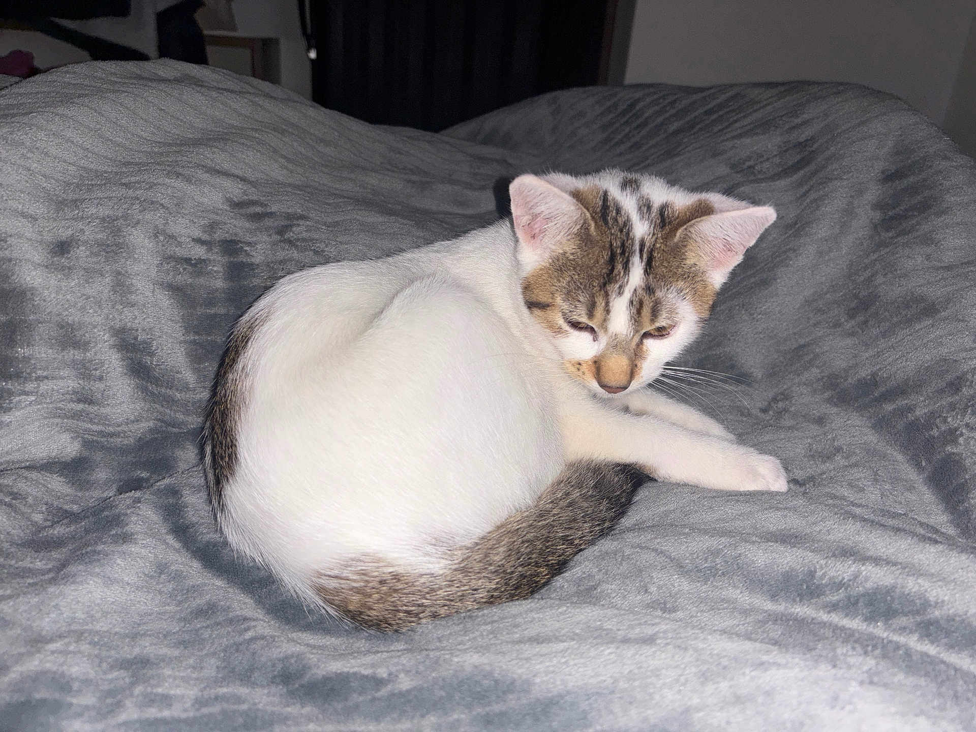Willow