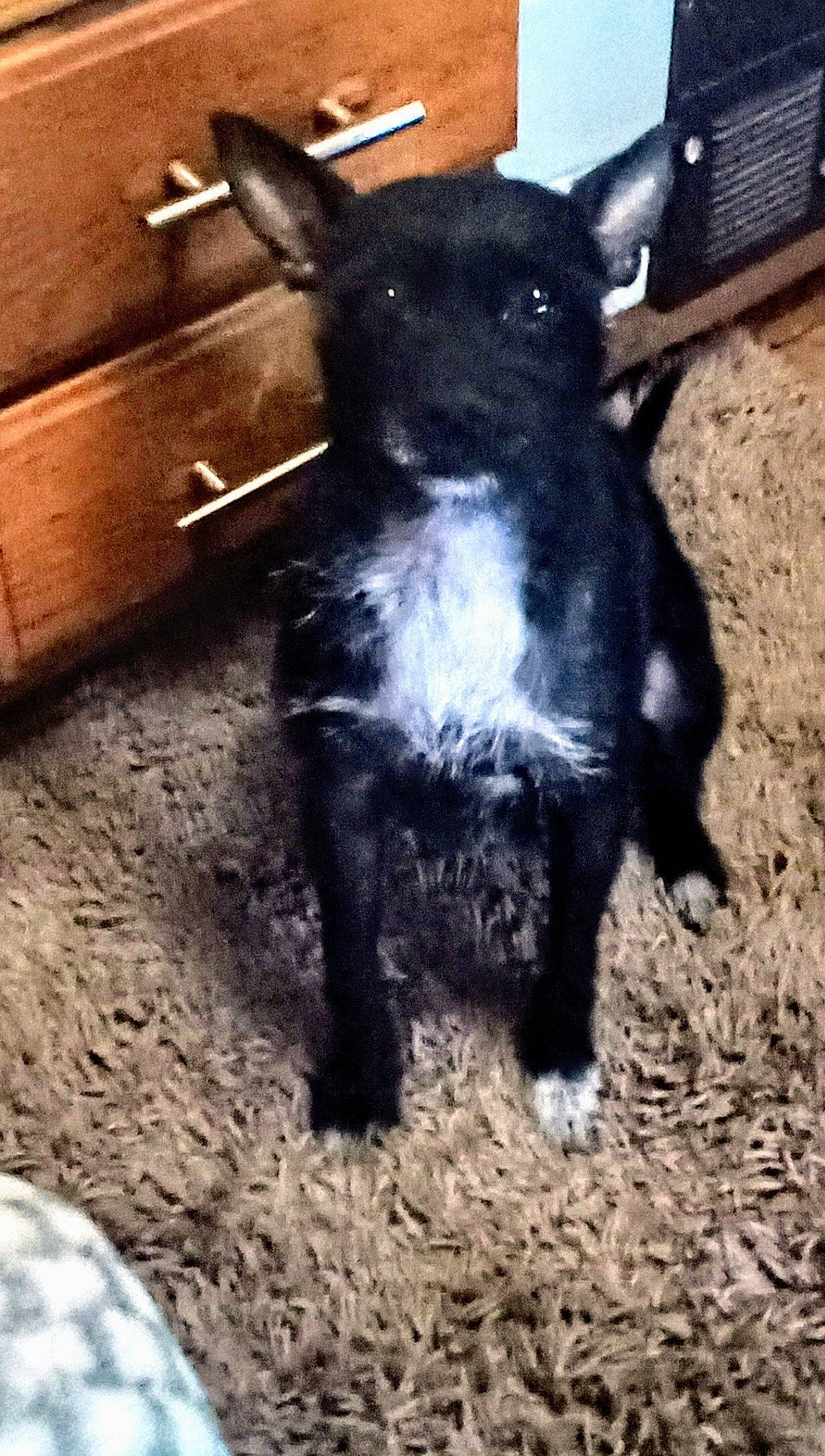 Willie is registered to the contest to win money with this photo: art, bovine, canidae, carnivore, companion_dog, cow_goat_family, dog_breed, fawn, fur, goats, livestock, paw, snout, soil, sporting_group, tail, terrestrial_animal, whiskers, wood, working_animal