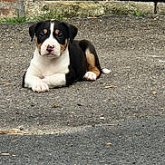 Blue participe au concours pour gagner de l'argent avec cette photo : puppy, dog, tricolor, laying_down, pavement, stone_wall, outdoor, young, pet, canine, cute, animal, front_paws, ears, snout, fur, resting, alert, ground, nature
