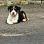 puppy, dog, tricolor, laying_down, pavement, stone_wall, outdoor, young, pet, canine, cute, animal, front_paws, ears, snout, fur, resting, alert, ground, nature