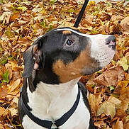 Blue participe au concours pour gagner de l'argent avec cette photo : animal, autumn, black, brown, canine, curious, dog, fall, harness, leaf_litter, leaves, nature, outdoor, park, pavement, pet, seasonal, sitting, tricolor, white