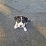 puppy, dog, outdoor, asphalt, black_and_white, cute, pet, animal, young, looking_up, tail, ears, snout, paws, sunlight, shadow, ground, curious, small, adorable