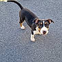 black_and_white, canine, collar, curb, curious, dog, ears, four_legs, looking_up, nose, outdoor, pavement, paw, pet, puppy, sidewalk, street, tail, walking_surface, young_dog