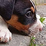 puppy, dog, close_up, face, paw, fur, outdoor, concrete, grass, black, white, brown, young, animal, pet, cute, resting, side_view, nature, young_dog