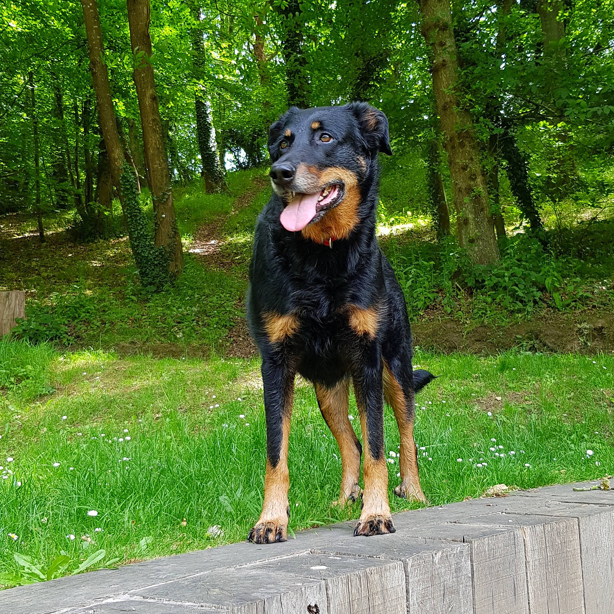 Haïka participe au concours pour gagner de l'argent avec cette photo : beauceron, black_and_tan_terrier, canidae, carnivore, companion_dog, dog, dog_breed, guard_dog, huntaway, hunting_dog, jagdterrier, mammal, plant, rare_breed_dog, rottweiler, sporting_group, vertebrate