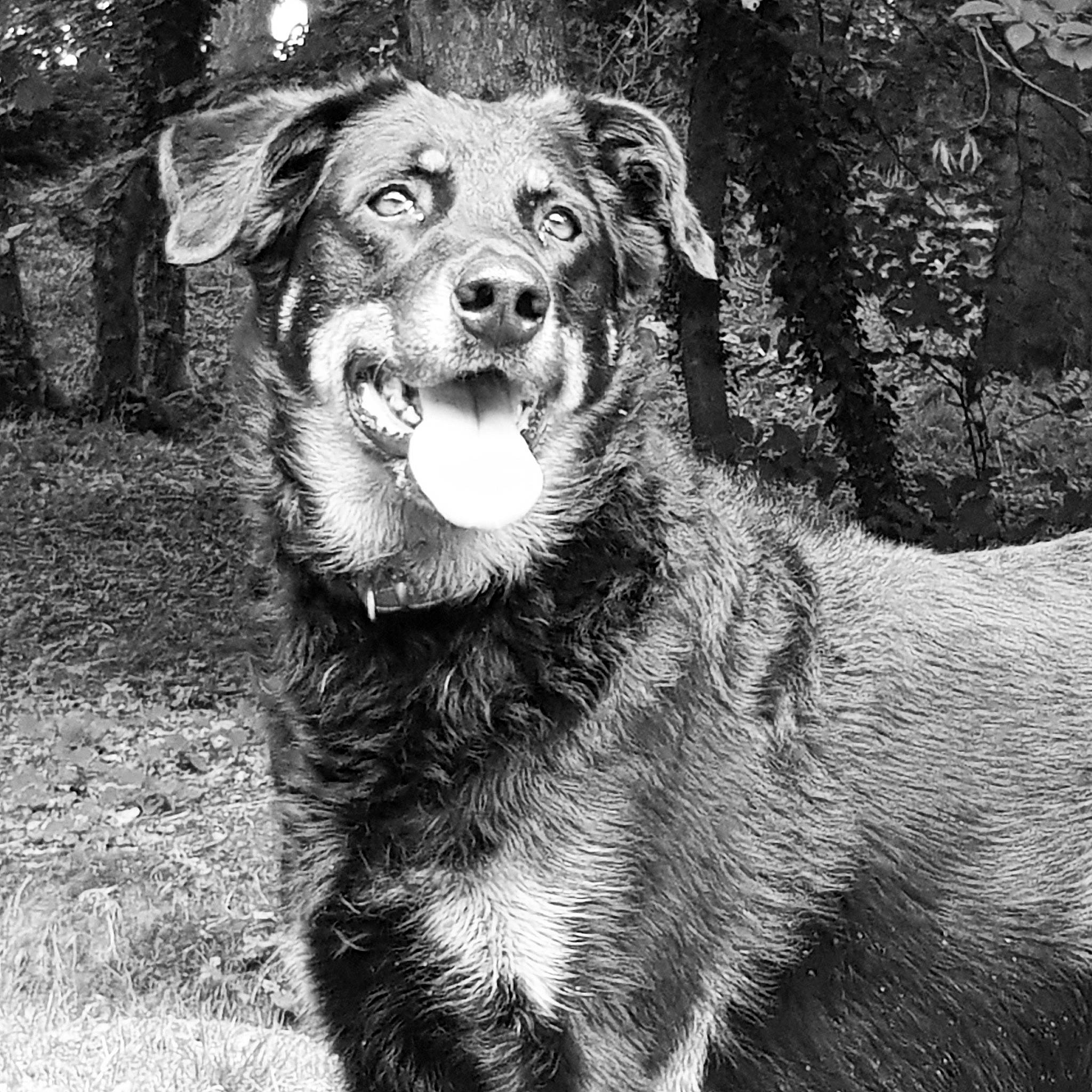 Haïka participe au concours pour gagner de l'argent avec cette photo : aidi, ancient_dog_breeds, australian_shepherd, basque_shepherd_dog, black_and_white, canidae, carnivore, companion_dog, dog, dog_breed, english_shepherd, herding_dog, mammal, miniature_australian_shepherd, rare_breed_dog, sporting_group, vertebrate, working_dog