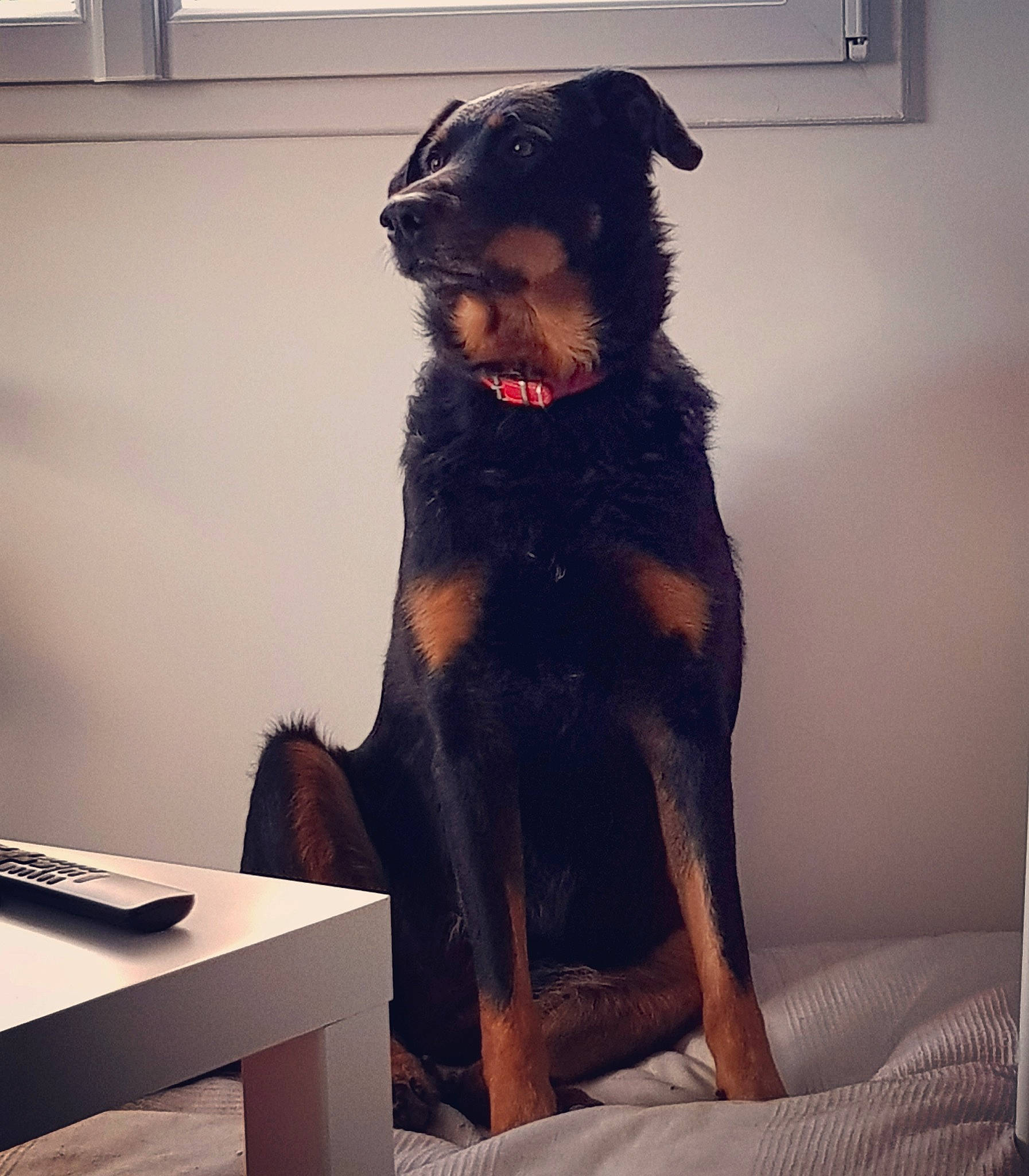 Haïka a rejoint le concours — aidez-le/la à gagner de superbes lots ! beauceron, black_and_tan_terrier, canidae, carnivore, companion_dog, dog, dog_breed, guard_dog, huntaway, jagdterrier, mammal, rottweiler, smaland_hound, vertebrate
