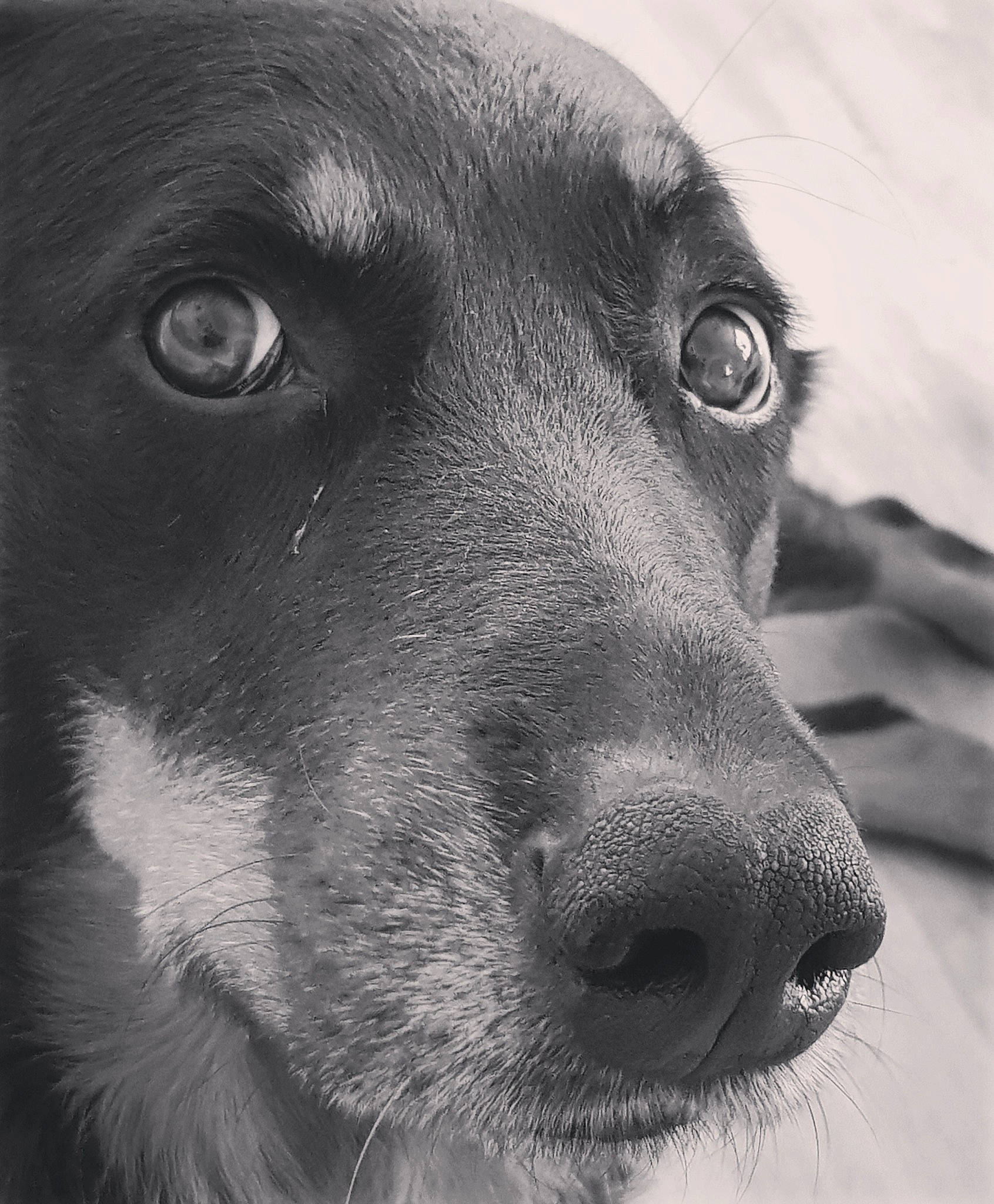 Haïka a rejoint le concours — aidez-le/la à gagner de superbes lots ! black_and_white, borador, canidae, carnivore, close_up, dog, dog_breed, eye, head, mammal, nose, photography, snout, sporting_group, street_dog, vertebrate, whiskers