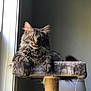 Nugget is registered to the contest to win money with this photo: animal, cat, cat_tree, curious, cute, domestic_cat, ears, feline, fluffy, fur, green_eyes, home, indoor, pet, portrait, relaxed, resting, tabby, whiskers, window_light