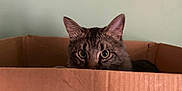 Nugget is registered to the contest to win money with this photo: animal, brown, cardboard_box, cat, closeup, curious, cute, domestic_cat, ears, eyes, face, feline, fur, household, indoor, peeking, pet, striped, tabby, whiskers