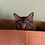 animal, brown, cardboard_box, cat, closeup, curious, cute, domestic_cat, ears, eyes, face, feline, fur, household, indoor, peeking, pet, striped, tabby, whiskers