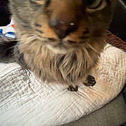 Nugget joined the competition — help win amazing prizes! animal, blanket, blur, brown, cat, close_up, curious, cute, domestic, face, feline, fur, green_eyes, indoor, indoor_lighting, nose, pet, quilt, tabby, whiskers