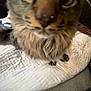 animal, blanket, blur, brown, cat, close_up, curious, cute, domestic, face, feline, fur, green_eyes, indoor, indoor_lighting, nose, pet, quilt, tabby, whiskers