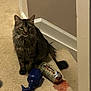 Nugget is registered to the contest to win money with this photo: animal, baseboard, carpet, cat, corner, curious, domestic, floor, fur, indoor, mess, pet, red_stain, soda_can, spill, spray_bottle, tabby_cat, tail, wall, whiskers