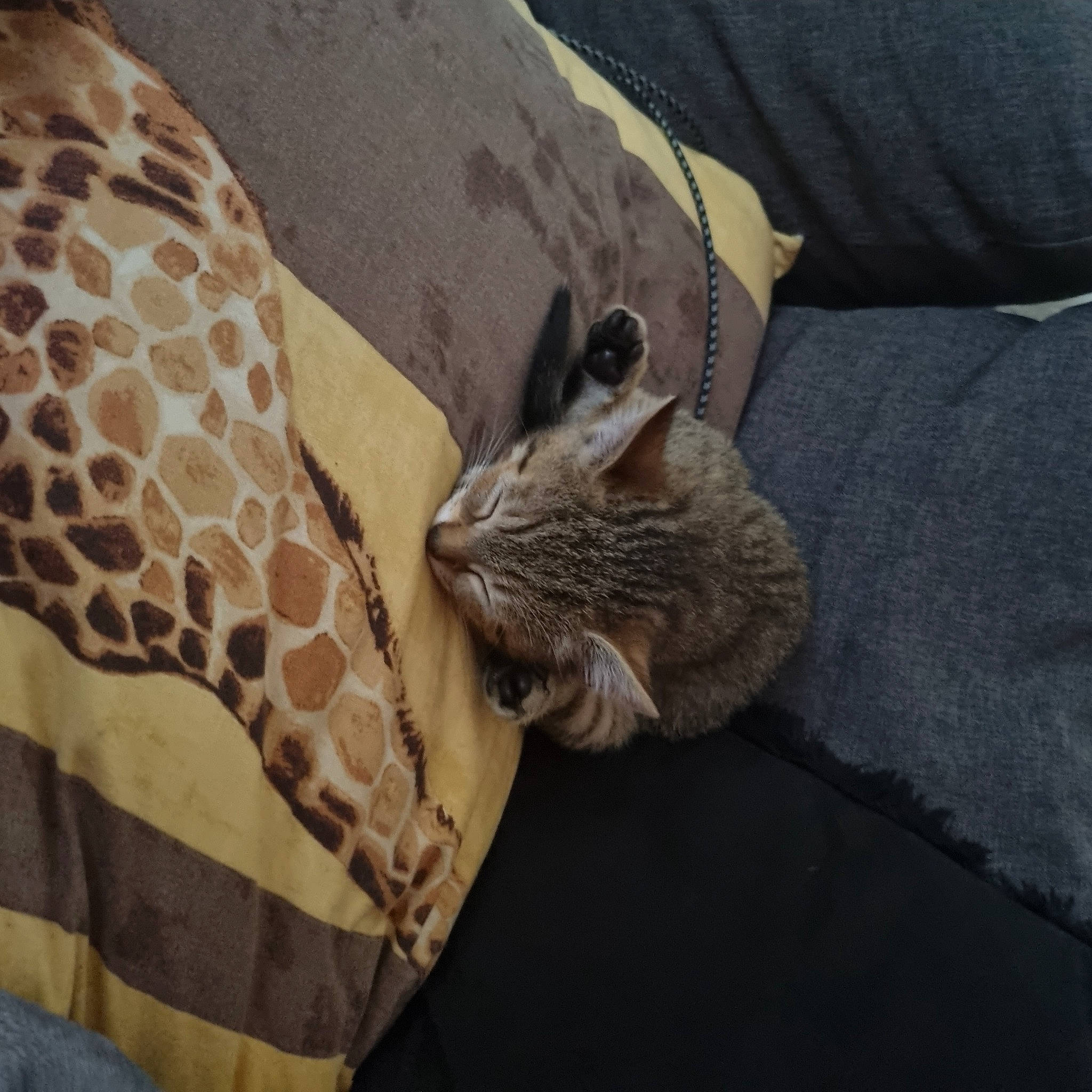 Azur participe au concours pour gagner de l'argent avec cette photo : cat, comfort, domestic_short_haired_cat, fawn, felidae, fur, giraffe, giraffidae, grey, linens, musical_instrument, pattern, sleeve, small_to_medium_sized_cats, snout, tail, terrestrial_animal, vertebrate, whiskers, wildlife