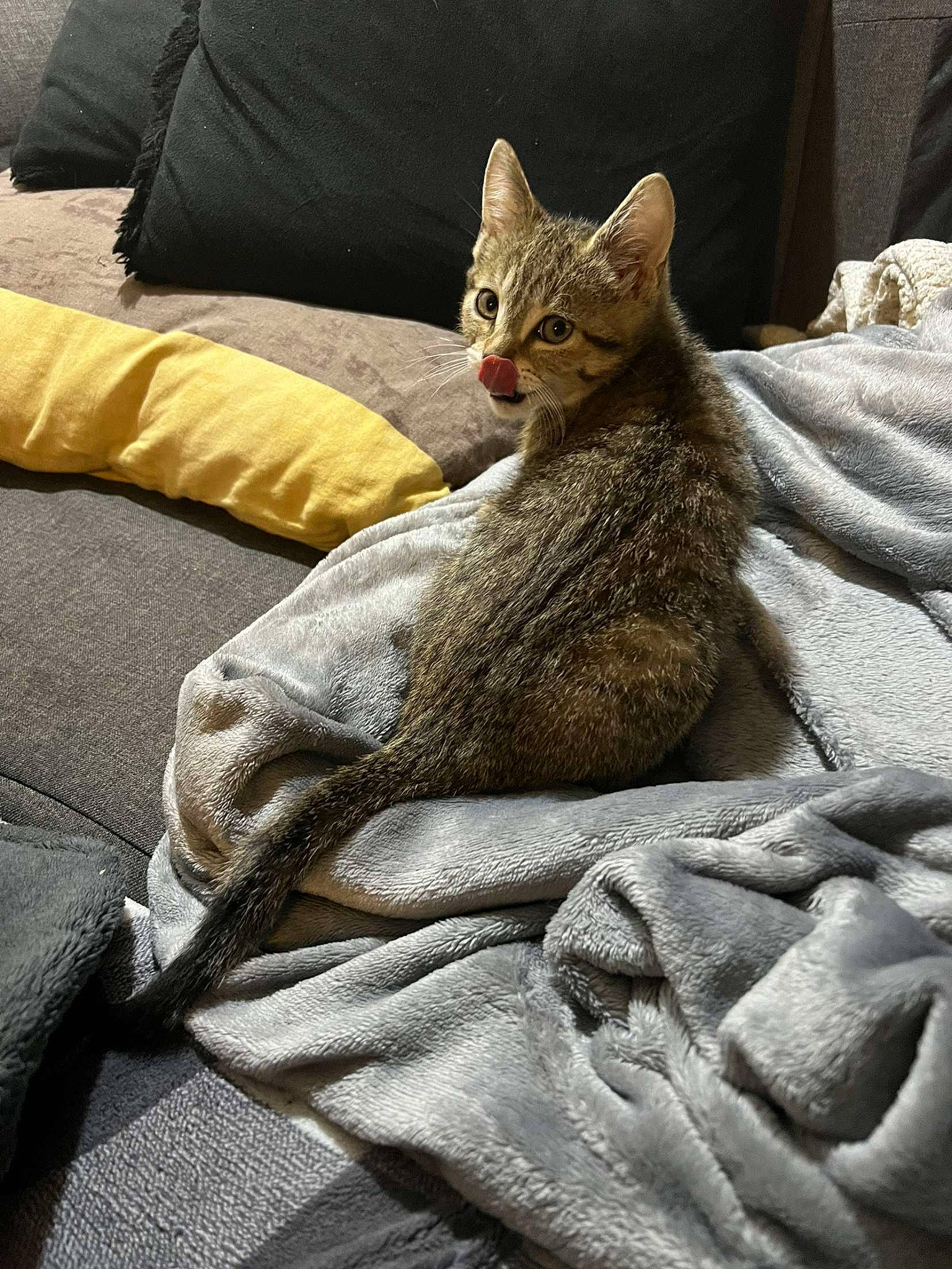 Azur a rejoint le concours — aidez-le/la à gagner de superbes lots ! bed, bed_sheet, bedding, blanket, carnivore, cat, claw, comfort, domestic_short_haired_cat, felidae, fur, grey, linens, nap, paw, sitting, small_to_medium_sized_cats, snout, tail, whiskers