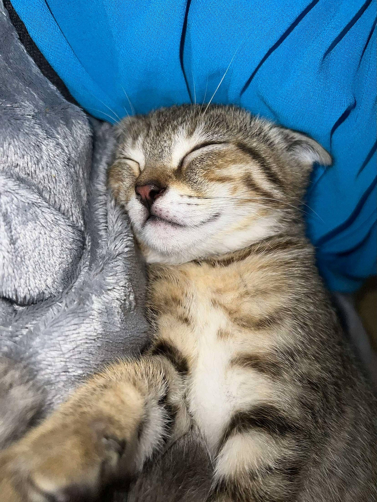 Azur participe au concours pour gagner de l'argent avec cette photo : carnivore, cat, claw, comfort, domestic_short_haired_cat, electric_blue, fawn, felidae, fur, nap, paw, sleep, small_to_medium_sized_cats, snout, tail, terrestrial_animal, whiskers, wildlife