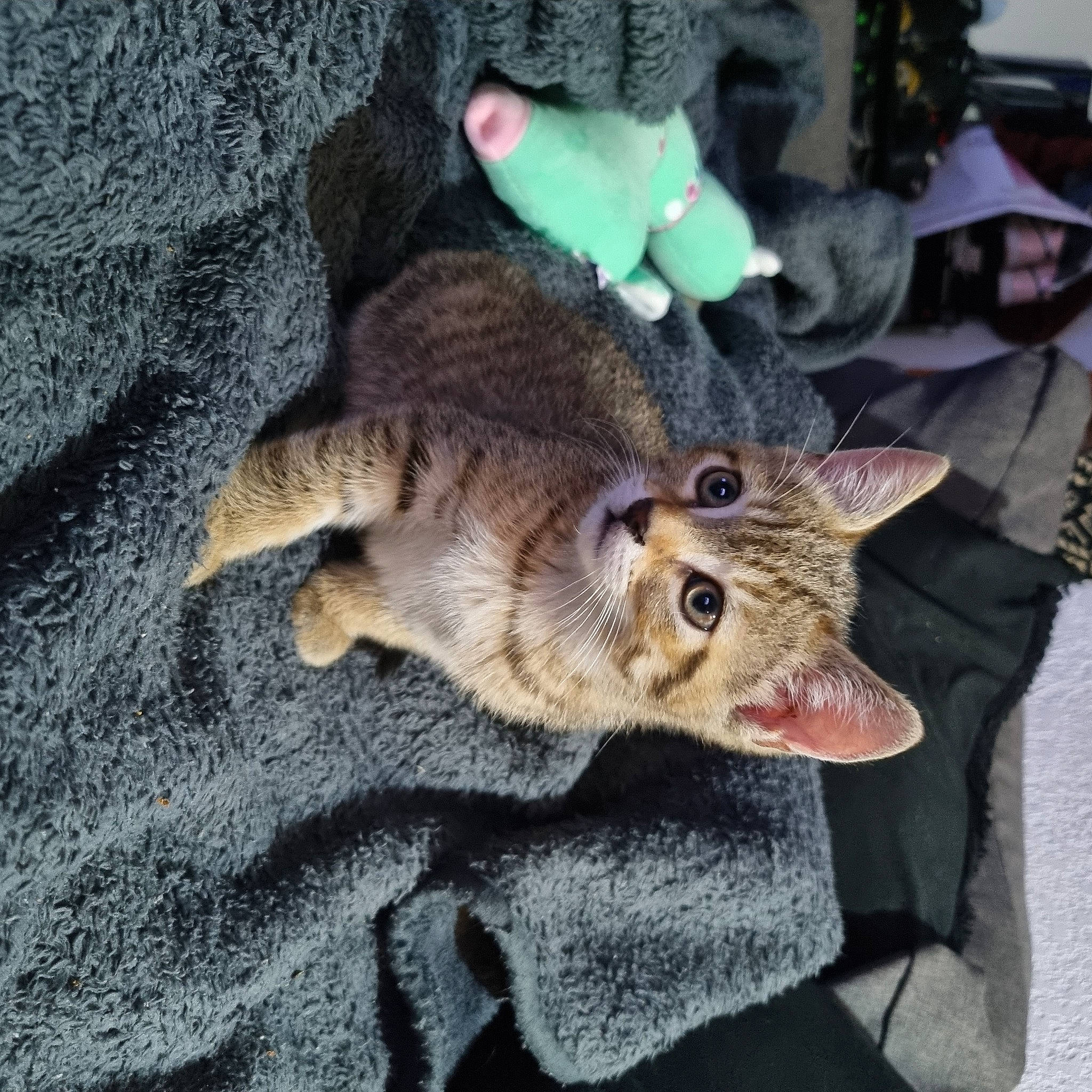 Azur participe au concours pour gagner de l'argent avec cette photo : canidae, carnivore, cat, claw, dog_breed, domestic_short_haired_cat, fang, fawn, felidae, fur, paw, plant, small_to_medium_sized_cats, snout, tail, terrestrial_animal, toy, tree, whiskers, wildlife