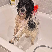 Noodle is registered to the contest to win money with this photo: animal, bath_time, bathroom, bathtub, black, cute, dog, expression, fur, indoor, looking_up, paw, pet, shampoo, small_dog, tiles, tongue, water, wet, white