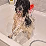 animal, bath_time, bathroom, bathtub, black, cute, dog, expression, fur, indoor, looking_up, paw, pet, shampoo, small_dog, tiles, tongue, water, wet, white