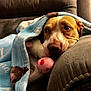 dog, blanket, couch, toy, pet, indoor, cozy, resting, brown, white, snuggled, comfort, fur, animal, cute, relaxed, soft, paw, home, companion