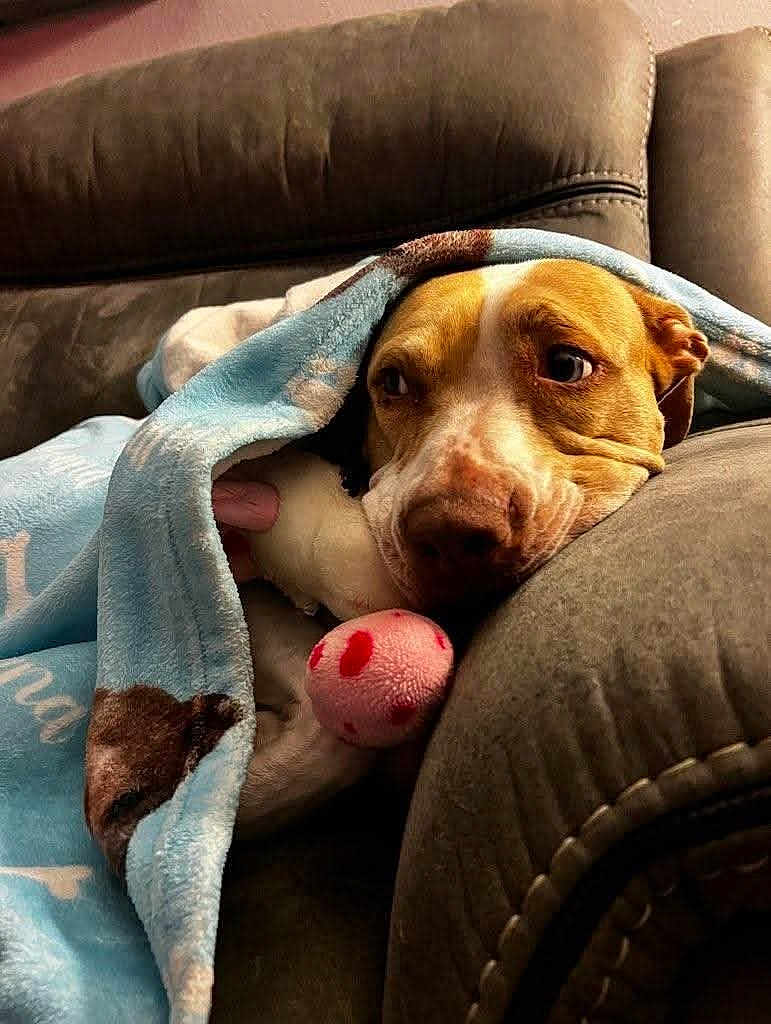 Blue joined the competition — help win amazing prizes! dog, blanket, couch, toy, pet, indoor, cozy, resting, brown, white, snuggled, comfort, fur, animal, cute, relaxed, soft, paw, home, companion