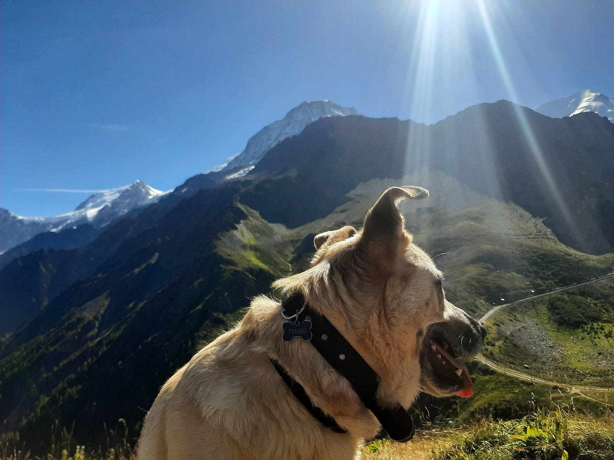 Tiago participe au concours pour gagner de l'argent avec cette photo : adventure, carnivore, cloud, collar, dog, dog_breed, fawn, glacial_landform, grass, hill, landscape, mountain, mountain_range, mountainous_landforms, plant, sky, slope, snout, sunlight, working_animal