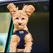 George is registered to the contest to win money with this photo: adorable, brown_eyes, car_window, close_up, curly_fur, cute, dog, floppy_ears, fluffy, harness, looking_at_camera, outdoor_blur, passenger, pet_portrait, poodle, sitting_up, small_breed, tan_fur, vehicle, whiskers