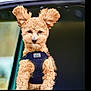 adorable, brown_eyes, car_window, close_up, curly_fur, cute, dog, floppy_ears, fluffy, harness, looking_at_camera, outdoor_blur, passenger, pet_portrait, poodle, sitting_up, small_breed, tan_fur, vehicle, whiskers