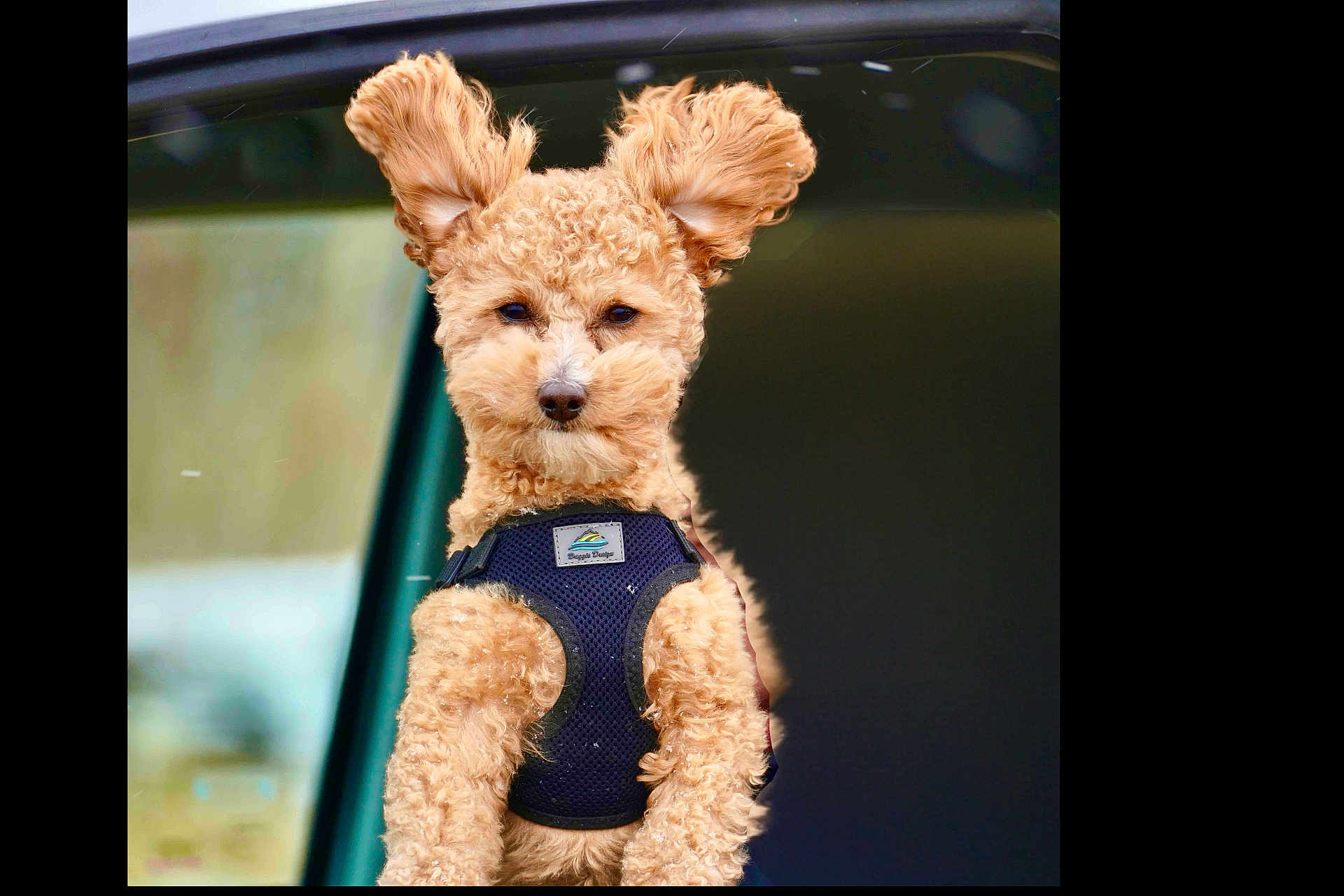 George is registered to the contest to win money with this photo: adorable, brown_eyes, car_window, close_up, curly_fur, cute, dog, floppy_ears, fluffy, harness, looking_at_camera, outdoor_blur, passenger, pet_portrait, poodle, sitting_up, small_breed, tan_fur, vehicle, whiskers