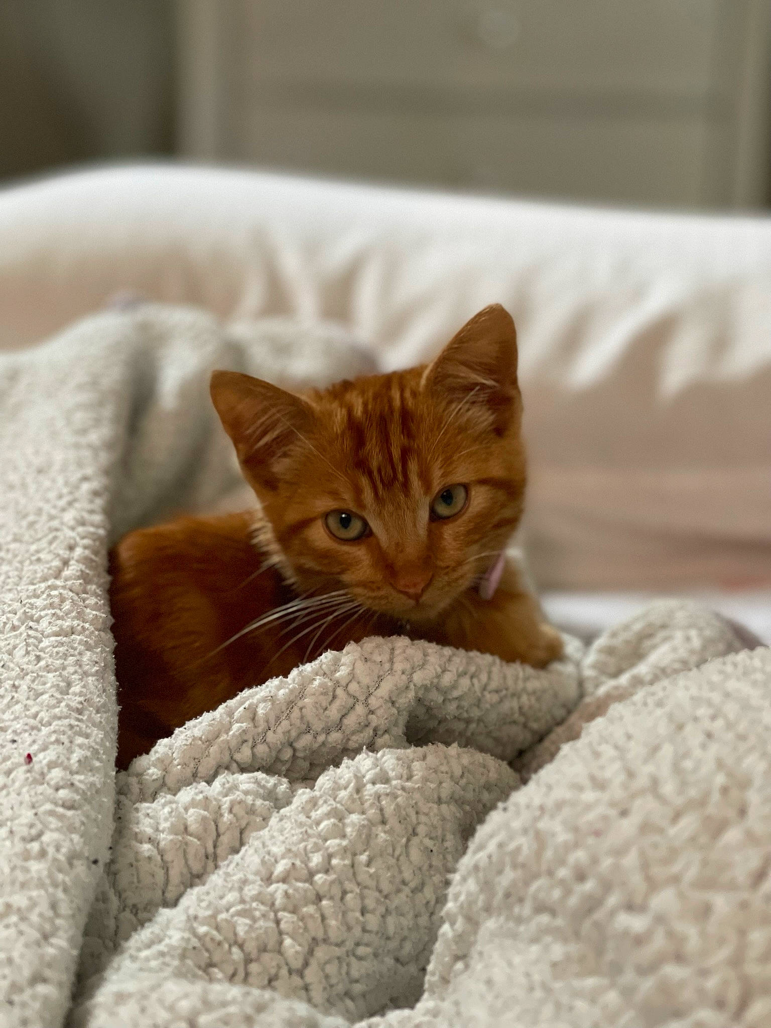 Keke joined the competition — help win amazing prizes! bed, bed_sheet, bedding, carnivore, cat, claw, comfort, domestic_short_haired_cat, fawn, felidae, fur, linens, paw, room, small_to_medium_sized_cats, snout, tail, terrestrial_animal, whiskers, wood