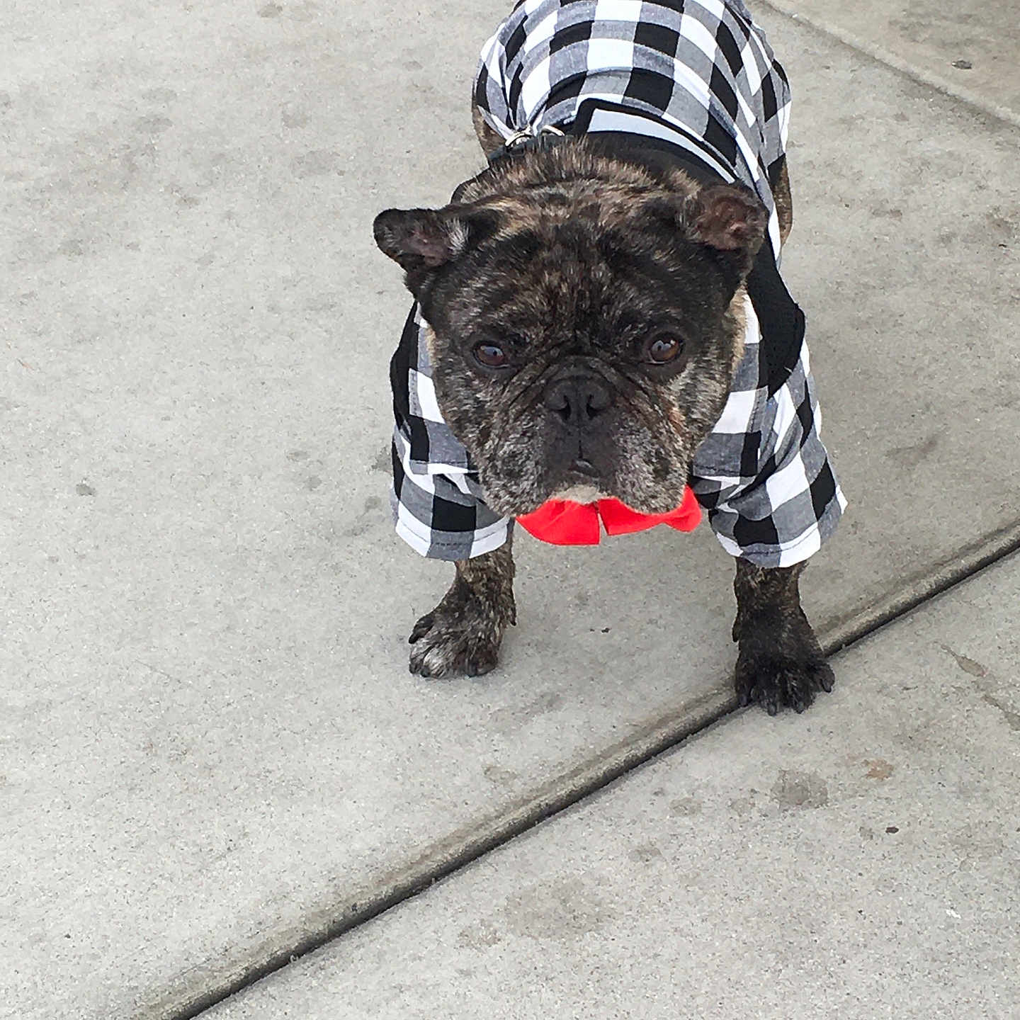 Norman Bear joined the competition — help win amazing prizes! alert, animal, bow_tie, brindle, canine, checkered_shirt, companion, concrete, cute, dog, fashion, french_bulldog, leash, outdoor, pet, pet_clothing, portrait, sidewalk, small_dog, standing