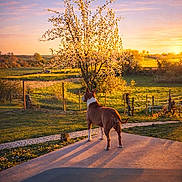 Mya participe au concours pour gagner de l'argent avec cette photo : dog, sunset, tree, blossom, flowering_tree, grass, field, countryside, nature, outdoor, patio, shadow, sky, cloud, fence, animal, canine, scenery, peaceful, evening
