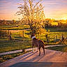 dog, sunset, tree, blossom, flowering_tree, grass, field, countryside, nature, outdoor, patio, shadow, sky, cloud, fence, animal, canine, scenery, peaceful, evening