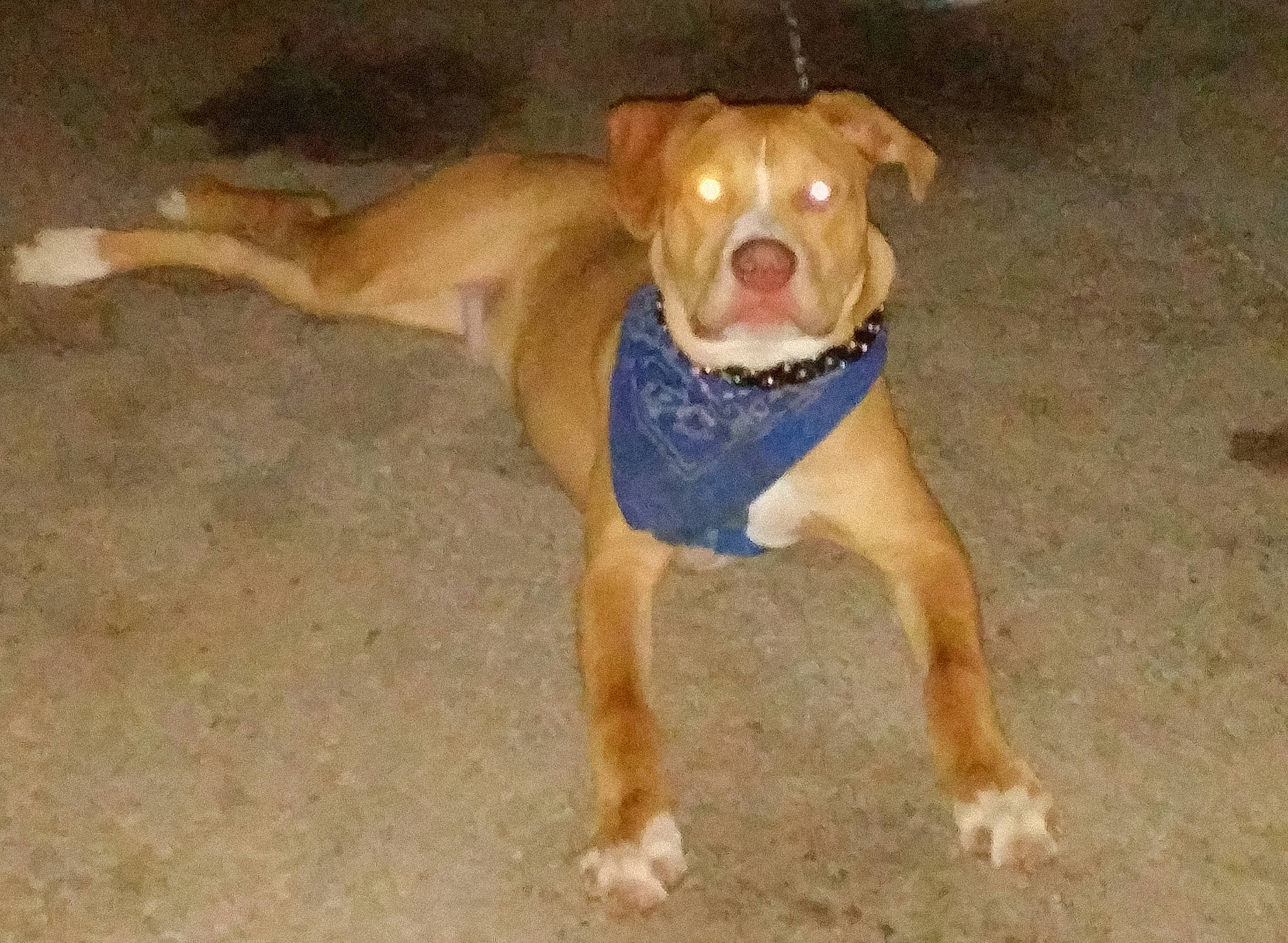 Shorty is registered to the contest to win money with this photo: beige, brown, canidae, carnivore, collar, companion_dog, dog, dog_breed, dog_collar, dog_supply, fawn, liver, pet_supply, snout, sporting_group, tail, tan, terrestrial_animal, whiskers, working_animal