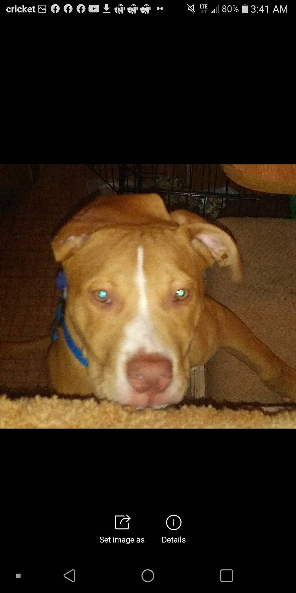 Shorty is registered to the contest to win money with this photo: beige, bovine, brown, carnivore, companion_dog, dog, dog_breed, fawn, liver, pet_supply, skin, snout, tan, terrestrial_animal, working_animal