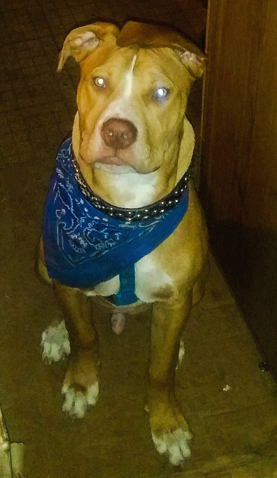 Shorty is registered to the contest to win money with this photo: brown, canidae, carnivore, collar, companion_dog, dog, dog_breed, dog_clothes, dog_supply, fawn, floor, liver, non_sporting_group, pet_supply, snout, sporting_group, tail, working_animal, yellow