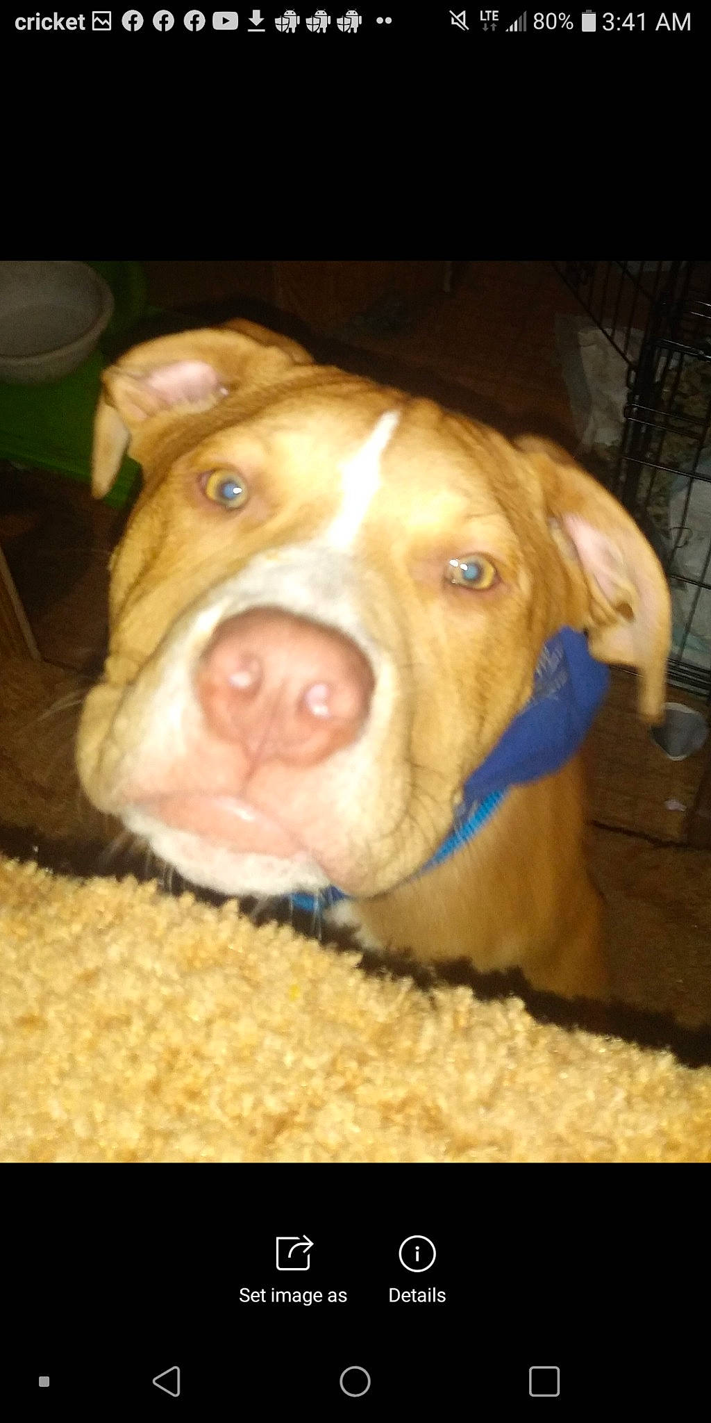 Shorty joined the competition — help win amazing prizes! beige, brown, canidae, carnivore, companion_dog, dog_breed, fawn, iris, liver, pet_supply, portable_communications_device, skin, snout, sporting_group, tan, terrestrial_animal, whiskers, working_animal