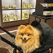 Chapo is registered to the contest to win money with this photo: animal, black, boutique, cute, dog, fashion, fur, fur_ball, handbag, indoor, luxury, pet, pet_stroller, pomeranian, retail, shopping_bag, small_dog, store, stroller, yellow