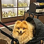 animal, black, boutique, cute, dog, fashion, fur, fur_ball, handbag, indoor, luxury, pet, pet_stroller, pomeranian, retail, shopping_bag, small_dog, store, stroller, yellow