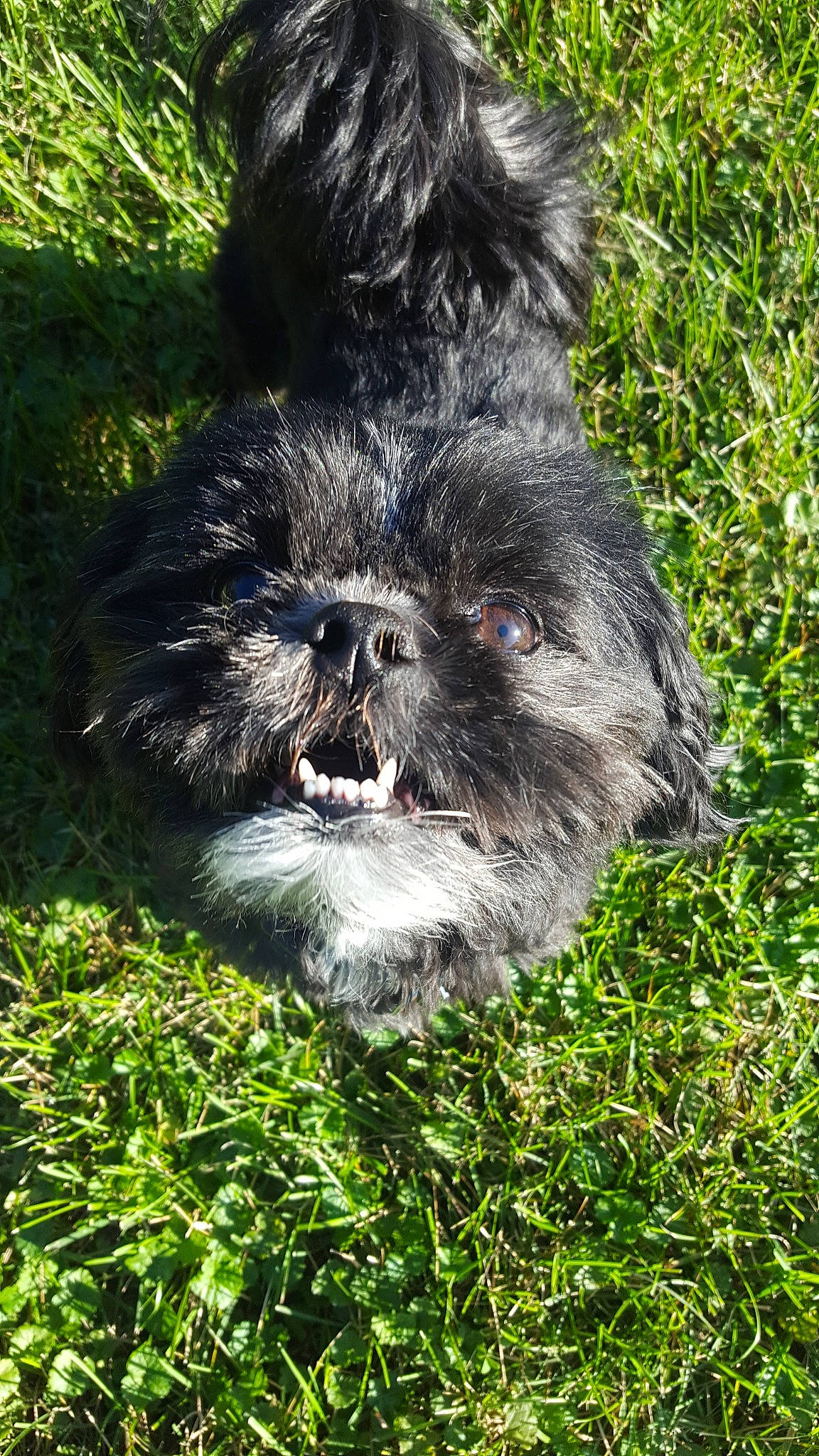 Nora joined the competition — help win amazing prizes! affenpinscher, bolonka, cairn_terrier, canidae, carnivore, chinese_imperial_dog, dog, dog_breed, grass, lhasa_apso, mammal, non_sporting_group, puppy, rare_breed_dog, schnoodle, shih_tzu, snout, sporting_group, terrier, toy_dog