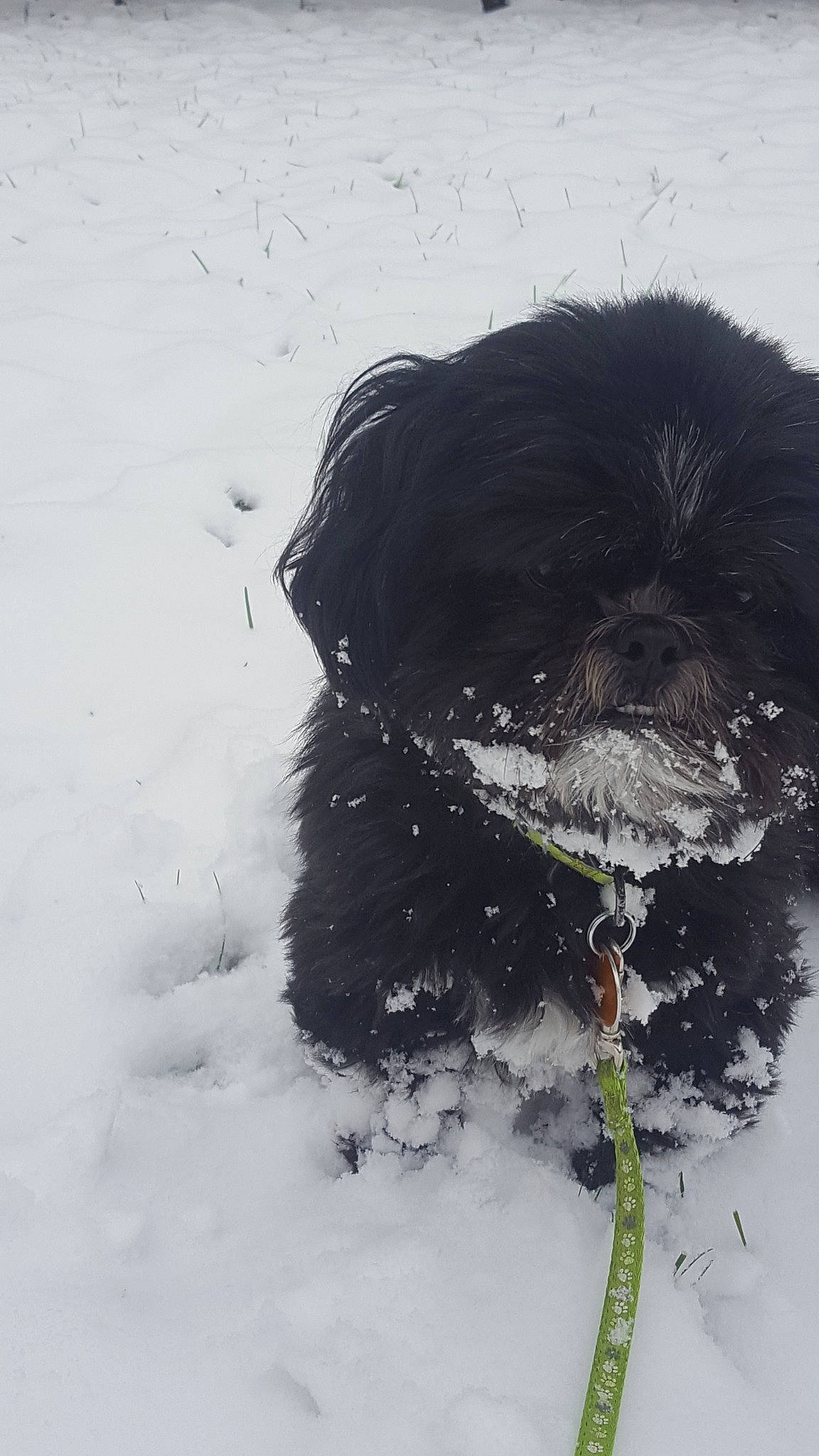 Nora is registered to the contest to win money with this photo: affenpinscher, canidae, carnivore, dog, dog_breed, snow, sporting_group, water, winter