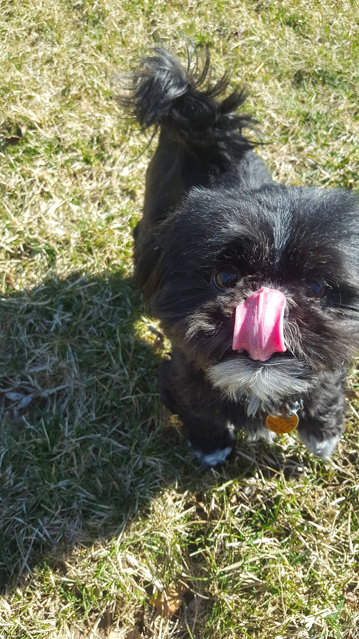 Nora is registered to the contest to win money with this photo: affenpinscher, bolonka, cairn_terrier, canidae, cao_da_serra_de_aires, carnivore, chinese_imperial_dog, dog, dog_breed, grass, griffon_bruxellois, mammal, non_sporting_group, schnoodle, shih_tzu, snout, sporting_group, terrier, toy_dog, vertebrate